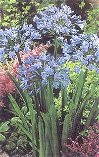 Agapanthusn Blue - root - Lily of the Nile