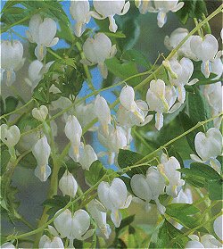 Dicentra - root - White Alba