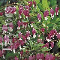 Dicentra - root - Spectabilis