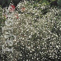 Gypsophila  - root - White