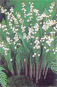 Convallaria Majalis - Lily of the valley