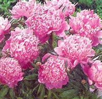 Paeonia - Pink
