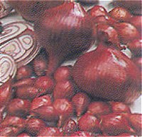 Onion Sets - Red Baron