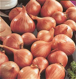 Shallots - Pikant Red - Resistant to bolting