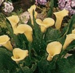 Zantedeschia (Arum Lily) - ZANTEDESCHIA SOLFATARE, Yellow