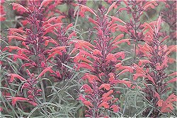 AGASTACHE APACHE SUNSET - Hardy Perennials