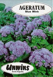 AGERATUM BLUE MINK - Half Hardy Annuals