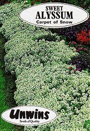 ALYSSUM CARPET OF SNOW - Hardy Annuals