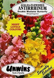 ANTIRRHINUM MADAME BUTTERFLY - Half Hardy Annuals