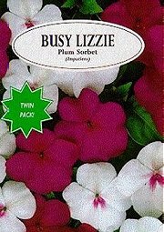 BUSY LIZZIE PLUM SORBET - Half Hardy Annuals
