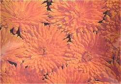 CALENDULA NEEDLES AND PINS - Hardy Annuals