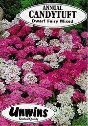CANDYTUFT DWARF FAIRY MIXED - Hardy Annuals