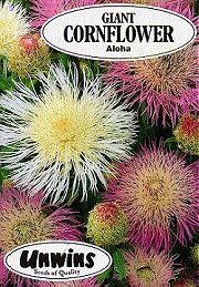 CORNFLOWER (AMERICAN) ALOHA - Hardy Annual
