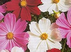 COSMOS GAZEBO MIXED - Half Hardy Annual
