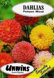 DAHLIAS POMPON MIXED - Half Hardy Annuals
