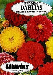 DAHLIAS UNWINS DWARF HYBRIDS - Half Hardy Annuals