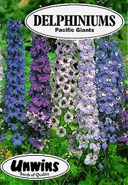 DELPHINIUMS PACIFIC GIANTS - Hardy Perennials