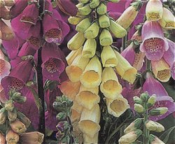 FOXGLOVES WOODLANDERS - Hardy Biennials