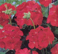 GERANIUM (HYBRID) UNWINS SIMPLY RED - Treat as Half Hardy Annual