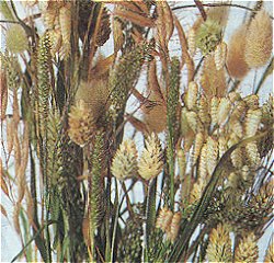 GRASSES (ORNAMENTAL) MIXED - Mixed Annual Varieties