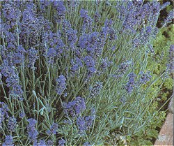 LAVENDER CAMBRIDGE LADY - Hardy Perennial