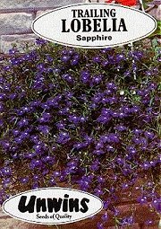 LOBELIA TRAILING SAPPHIRE - Half Hardy Annuals