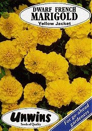 MARIGOLD YELLOW JACKET - Half Hardy Annual