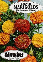 MARIGOLDS (FRENCH) MARIONETTE - Half Hardy Annual