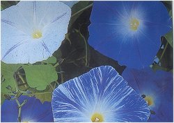MORNING GLORY BLUES BAND - Half Hardy Annuals