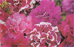 PETUNIA DUO MIXED - Half Hardy Annual