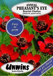 PHEASANT'S EYE SCARLET CHALICE - Hardy Annuals