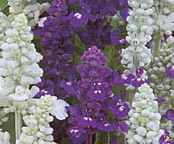 SALVIA WEDGWOOD BLEND - Half Hardy Annual