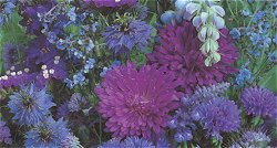 SEA OF BLUE MIXED ANNUALS - Hardy Annual (assorted species)
