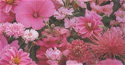 SEA OF PINK MIXED ANNUALS - Hardy Annual (assorted species)