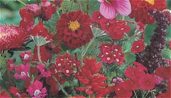 SEA OF RED MIXED ANNUALS - Hardy Annual (assorted species)