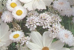 SEA OF WHITE MIXED ANNUALS - Hardy Annual (assorted species)