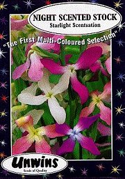 STOCK NIGHT SCENTD STARLIGHT SCENTSATION - Hardy Annuals