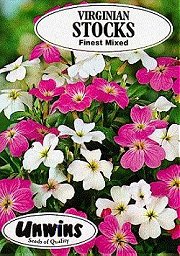 STOCKS (VIRGINIAN) STARDUST MIX - Hardy Annuals