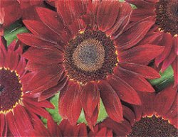SUNFLOWER (HYBRID) MOULIN ROUGE - Hardy Annual