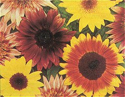 SUNFLOWER (HYBRID) VINCENTS MIXTURE - Hardy Annual
