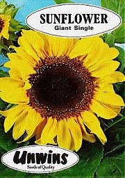 SUNFLOWER GIANT SINGLE - Hardy Annual