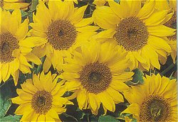 SUNFLOWER PACINO - Hardy Annual