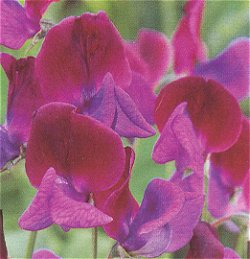 SWEET PEA CUPANI - Hardy Annual