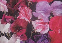 SWEET PEA OLD FASHIONED MIXED - Hardy Annual