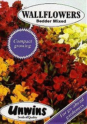 WALLFLOWER BEDDER MIXED - Hardy Biennial
