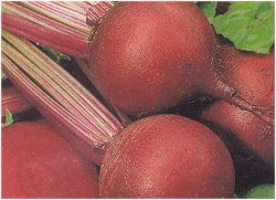 BEETROOT DETROIT 2 (ORGANIC) - 