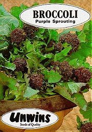 BROCCOLI EARLY PURPLE SPROUTING - 