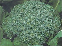 BROCCOLI WALTHAM 29 (ORGANIC) - 