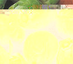 BRUSSELS SPROUT (F1 HYBRID) BRIGITTE - 