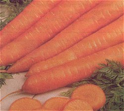 CARROT EARLY NANTES 2 - 